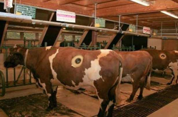 Vahşi kapitalizim işte bu! Birkaç litre fazla süt için ineklere yaptıklarına bak - Resim: 3