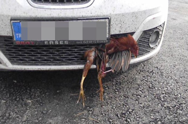 Arabanın tamponuna horoz girdi - Resim: 3