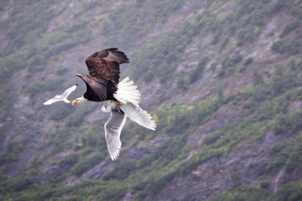 Böyle savaş görülmedi kartal eşine saldırdığı anda... - Resim: 2