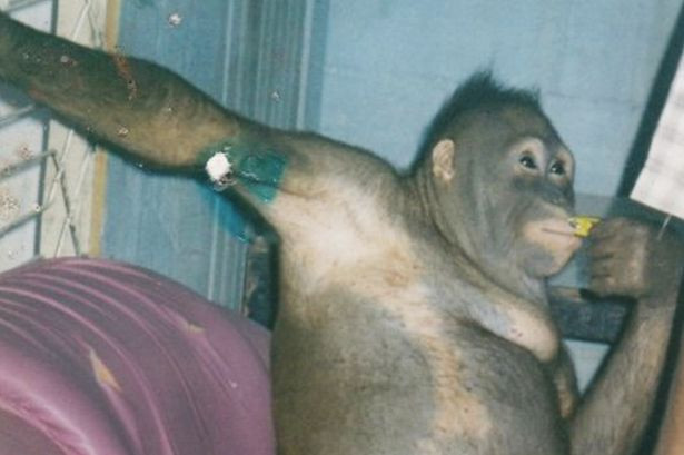 Kan donduran olay! Orangutanı genelevde çalıştırmışlar - Resim: 4