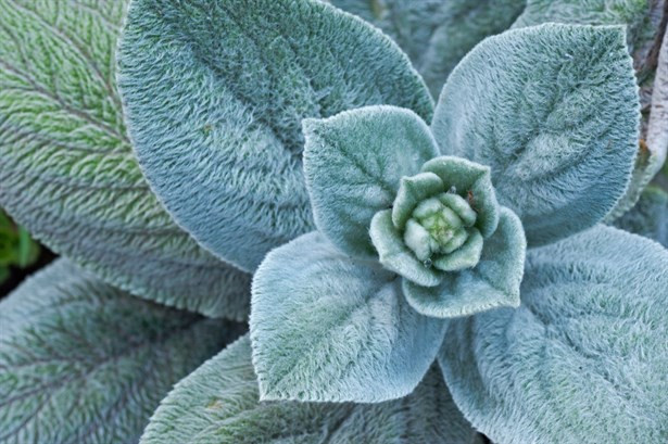 Burcunun Şifalı Otunu Biliyor Musun? - Resim: 2