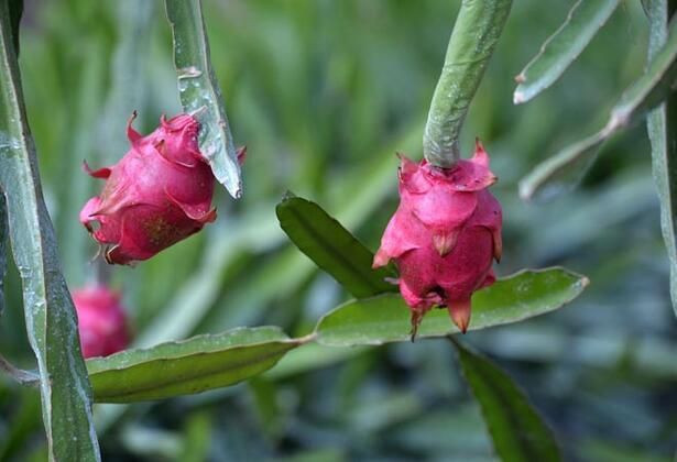 Çiftçinin yüzü güldü! Tanesi 15 liradan kapış kapış satılıyor - Resim: 3
