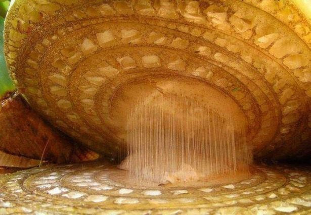 Ne olduğunu tahmin bile edemezsiniz - Resim: 1