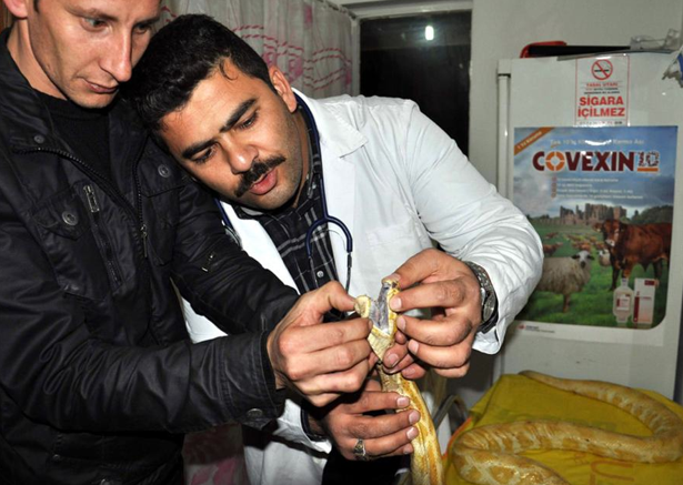 Piton baygınlık geçirirse... - Resim: 3