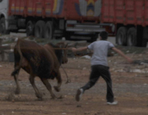 Azgın boğa ortalığı birbirine kattı - Resim: 4