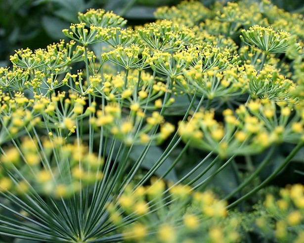 Burcunun Şifalı Otunu Biliyor Musun? - Resim: 3