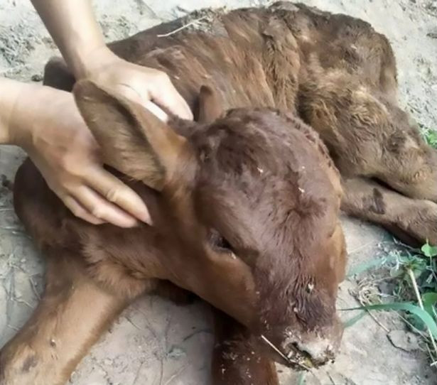 Bu buzağının dört gözü, iki yüzü var! - Resim: 2