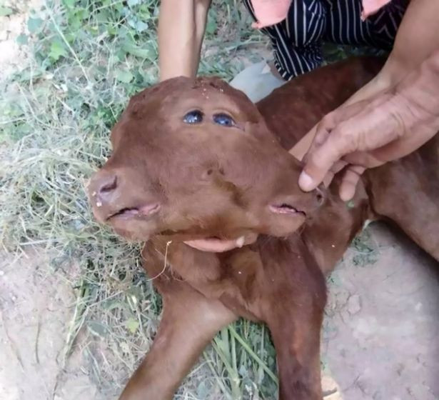 Bu buzağının dört gözü, iki yüzü var! - Resim: 4