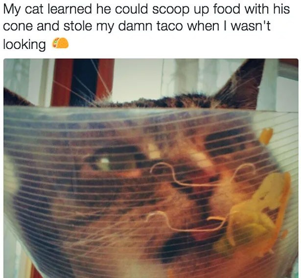 Kedisini kısırlaştırdı koni taktı ama... Kediye bakın - Resim: 4