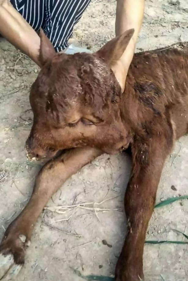 Bu buzağının dört gözü, iki yüzü var! - Resim: 3