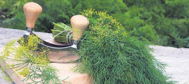 Maydanoz ve dereotu birlikte yenilirse - Resim: 4