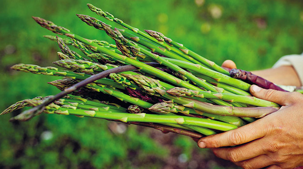 Kuşkonmazın faydaları nelerdir? Düşük riskini ortadan kaldırıyor! - Resim: 3