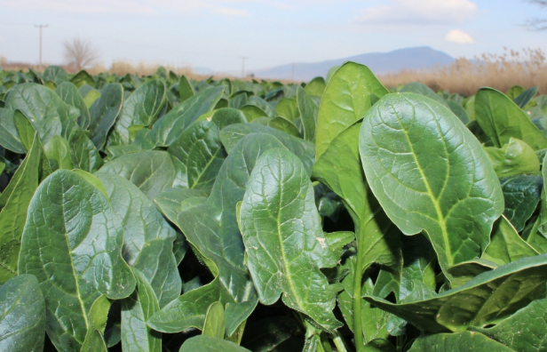 Ispanağı çiğ tüketin! Daha önce bu faydalarını duymadınız - Resim: 2