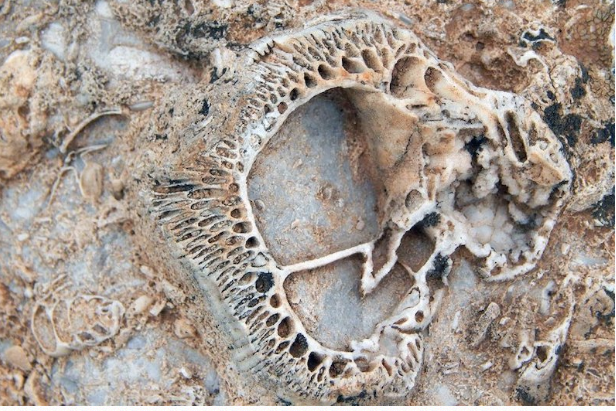 Konya'da bulunanlar tam 98 milyon yıllık çıktı görenler şaşkına döndü - Resim: 2