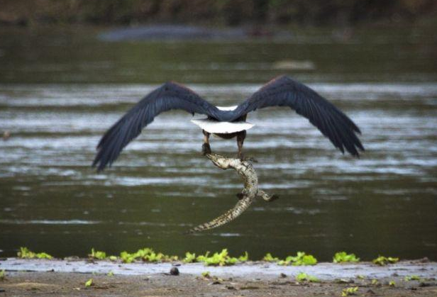 Timsahı gözüne kestirdi ve böyle avladı - Resim: 3