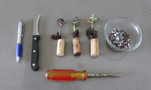 Mantarı kesti biçti... Sonuç herkesi şaşırttı - Resim: 1