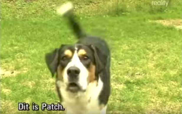 Köpeği bir anda onu ısırmaya başladı nedenini öğrenince şoke olacaksınız - Resim: 2