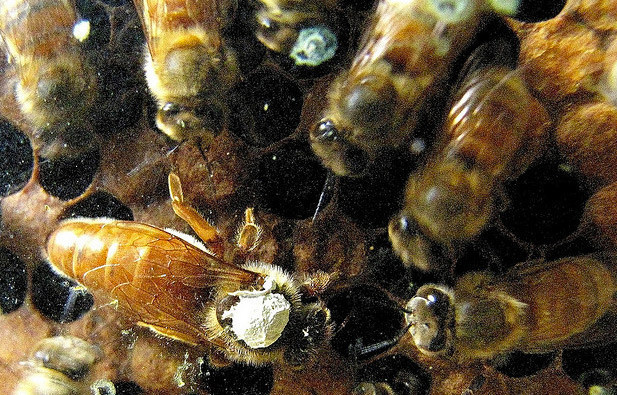 Arıların müthiş özellikleri - Resim: 4