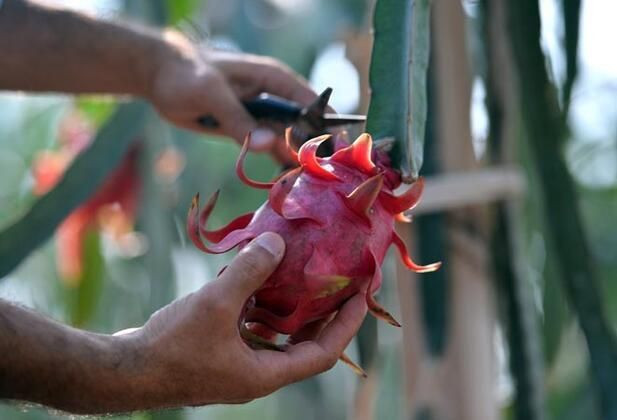 Çiftçinin yüzü güldü! Tanesi 15 liradan kapış kapış satılıyor - Resim: 2