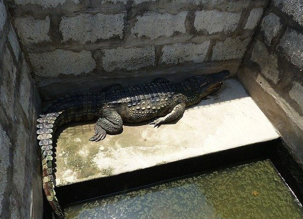 Timsahları canlı canlı katlettiler hem de bakın ne için! - Resim: 3