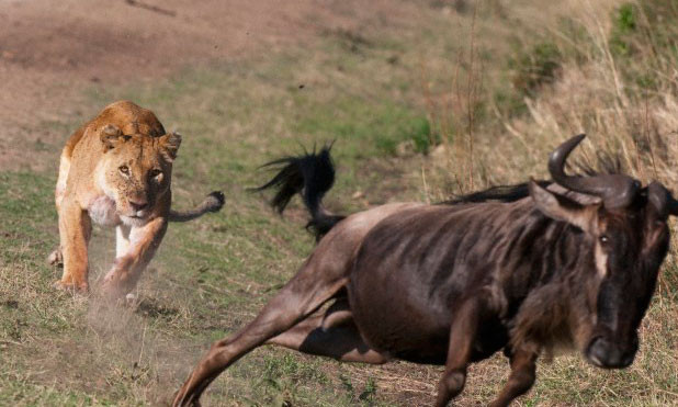Av ile avcı yer değiştirirse - Resim: 1