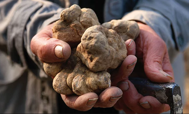Görenler çürük sanıyor ama türünün en pahalı mantarı! Afrodizyak etkisi bulunuyor - Resim: 4