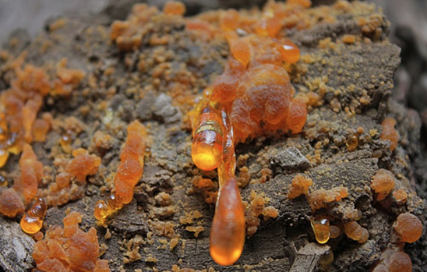 Çam sakızının faydaları nelerdir her derde deva besin - Resim: 0