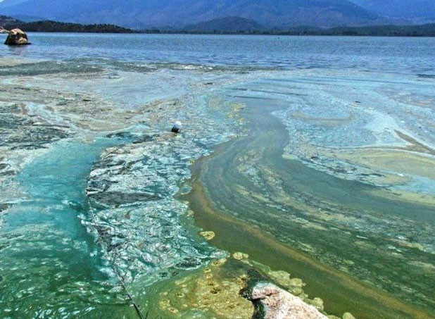 Bafa Gölü'ndeki bu manzara görenleri şok etti! - Resim: 3