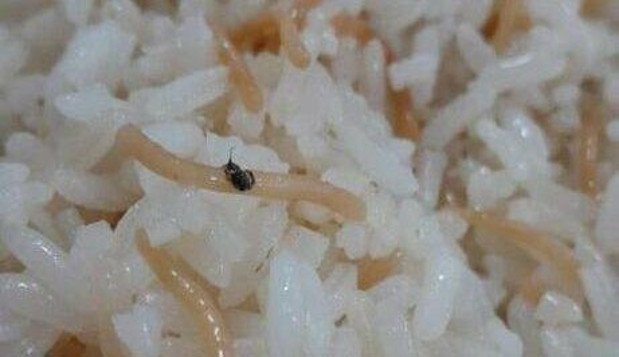 KYK yurdunda öğrencilere verilen yemeğin içinden çıkanlar mide bulandırdı - Resim: 1