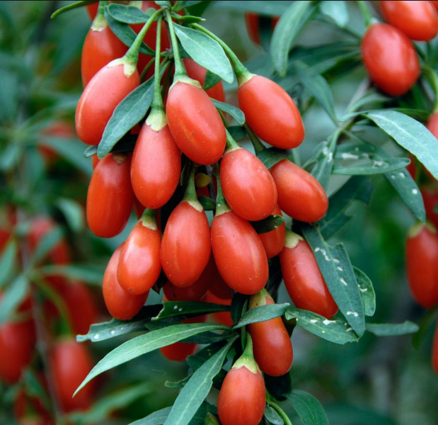 Şekline bakmayın tam bir şifa deposu; goji! - Resim: 2