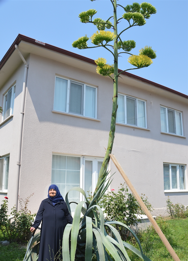 Adını daha önce duymadınız! 30 yıl sonra Silivri'de çiçek açan çiçek şaşırttı - Resim: 3