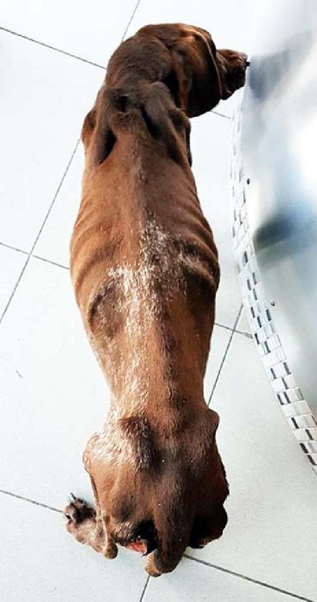 Köpeğe yaptıklarına bakın açlıktan ölüyordu! - Resim: 1