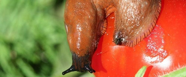 Türkiye'de ilk kez görüldü profesör neye uğradığın şaşırdı - Resim: 1