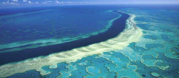 Büyük Bariyer Resifi'ndeki yenilenme kabiliyeti azalıyor - Resim: 0