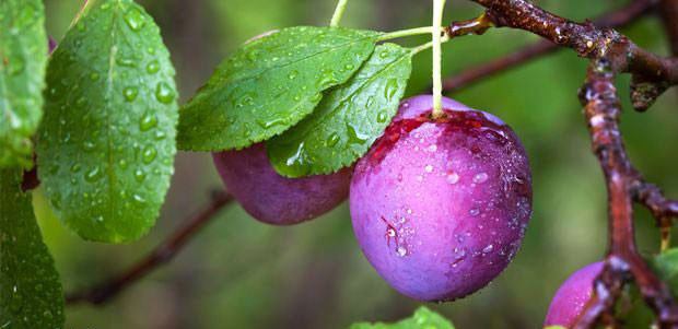 Eriğin şaşırtan faydaları - Resim: 3