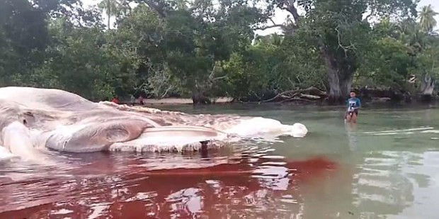 Dünya Endonezya'da karaya vuran gizemli canlıyı konuşuyor - Resim: 4