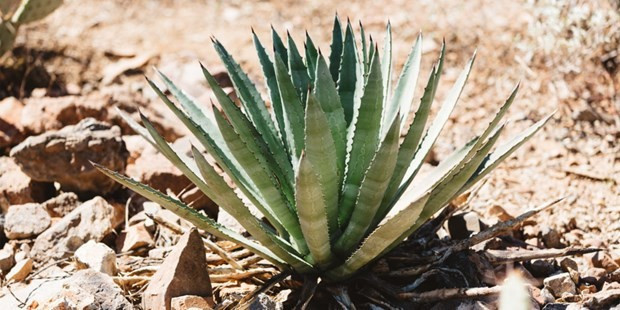 Canlı yayında bitki yemeyi başladı bir anda... Skandal olay! - Resim: 3