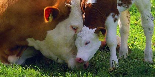 Kars'ta buzağılarda koronavirüs çıktı! Vatandaş korkudan buzağıları bırakıp gitti - Resim: 1