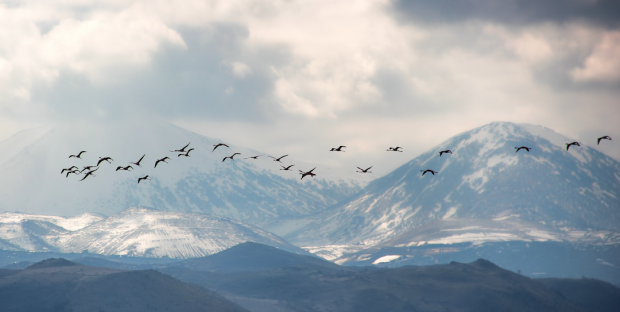 Flamingolar Kayseri'de bu yıl da eşsiz manzaralara sahne oldu - Resim: 0