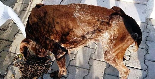 Köpeğe yaptıklarına bakın açlıktan ölüyordu! - Resim: 4