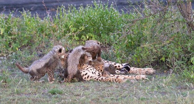 Fotoğraftaki leoparı görebiliyor musunuz? - Resim: 4