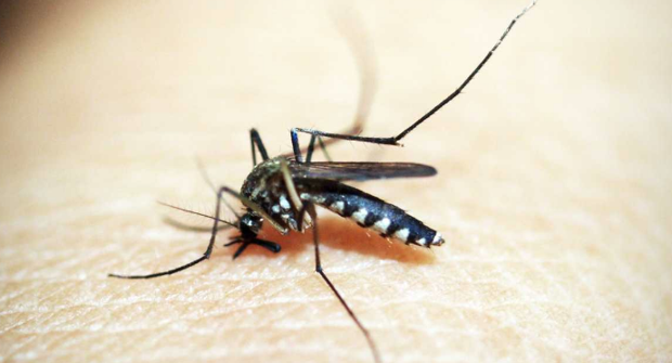 Sıtma nedir belirtileri nelerdir tedavinin faydası olur mu - Resim: 0