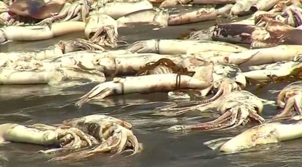 Binlerce mürekkep balığı sahile vurdu - Resim: 4