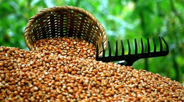 En tehlikeli gıda Türk Fındığı! - Resim: 1