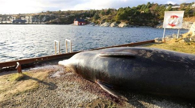 Balinanın midesini açtılar! İçinden çıkanlara inanamadılar - Resim: 2