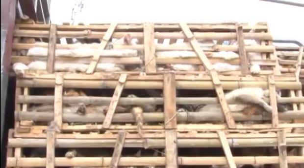 3 ton kediyi keseceklerdi! - Resim: 4