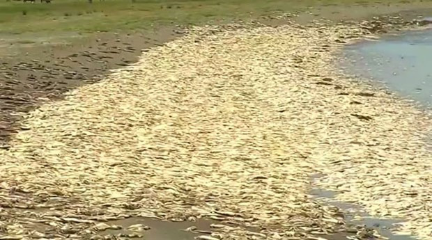 Binlerce mürekkep balığı sahile vurdu - Resim: 2