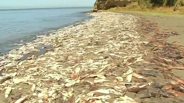 Binlerce mürekkep balığı sahile vurdu - Resim: 1