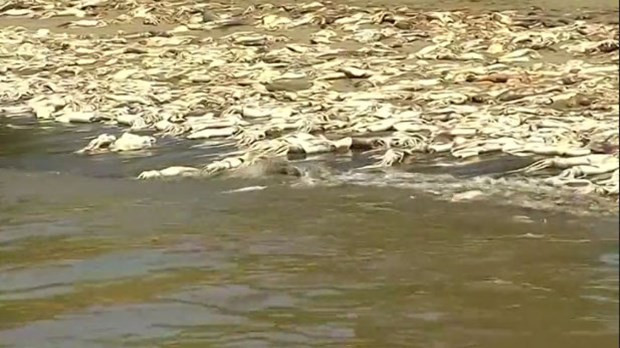 Binlerce mürekkep balığı sahile vurdu - Resim: 3