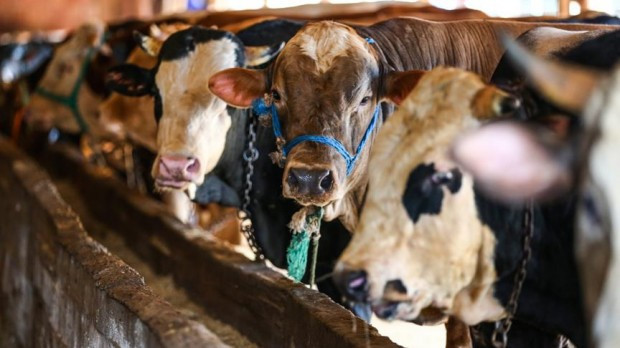 Büyükbaş kurban fiyatları ve Küçükbaş kurban fiyatları hangi ilde ne kadar? - Resim: 3